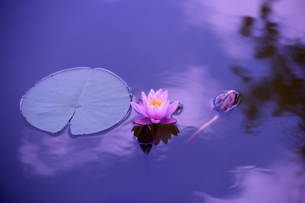 entdecken sie die welt des yoga: tipps, techniken und inspirationen für anfänger und fortgeschrittene. erfahren sie mehr über verschiedene yoga-stile, atemübungen und wie sie körper und geist in einklang bringen können.