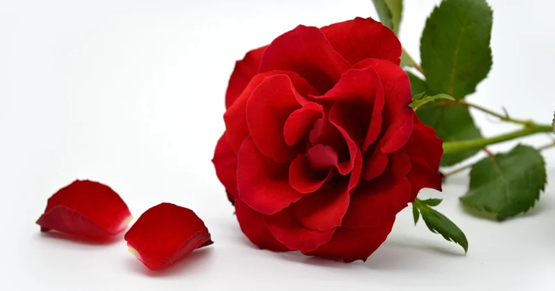 Die Hochzeitstage im Überblick: Von 10 bis 100 Jahren