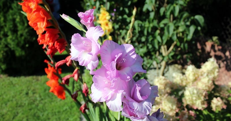 Gladiole pflanzen und pflegen: So blüht sie prächtig