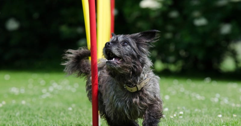 Affenpinscher: Der kleine Affenhund im Rasseporträt