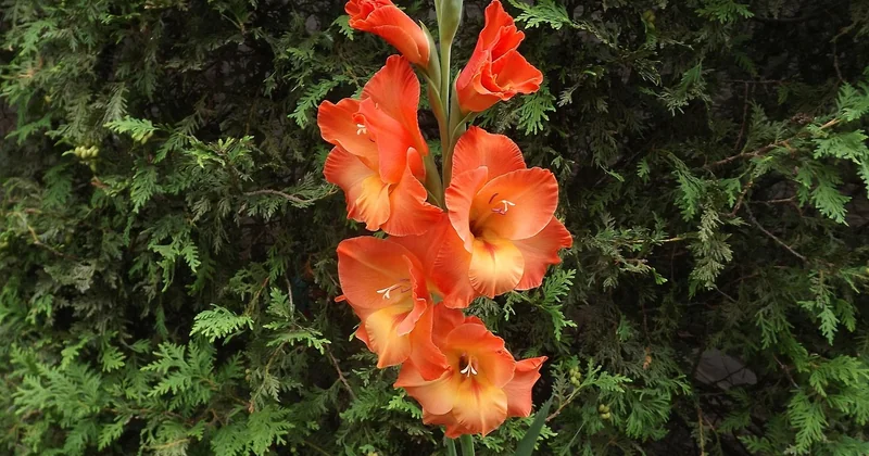Blütezeit, Standort und was die Gladiole wirklich braucht