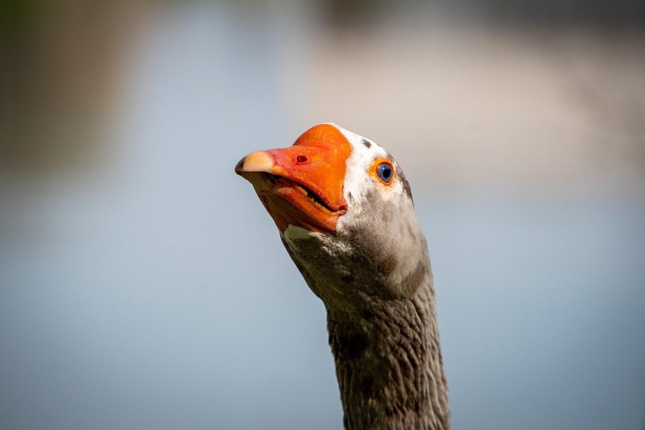 entdecken sie die bedeutung und die auswirkungen der nackenneigung auf ihre haltung und gesundheit. erfahren sie, wie eine korrekte nackenposition ihre lebensqualität verbessern kann.