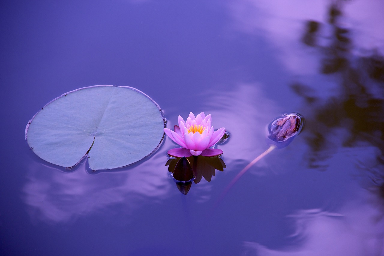 entdecken sie die welt des yoga: tipps, techniken und inspirationen für anfänger und fortgeschrittene. erfahren sie mehr über verschiedene yoga-stile, atemübungen und wie sie körper und geist in einklang bringen können.